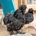 Poule Soie noire. תרנגול משי שחור